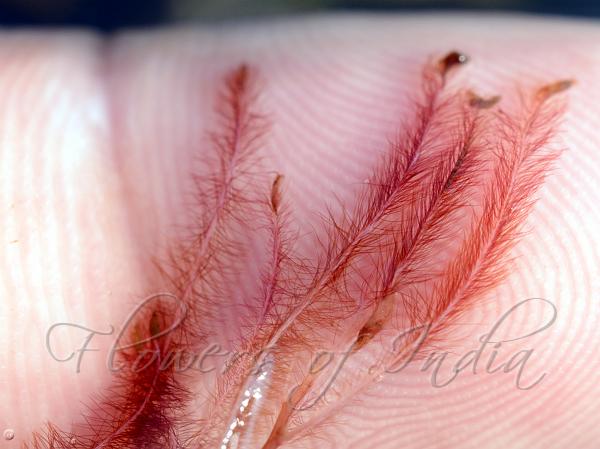 Threadlike Riverweed